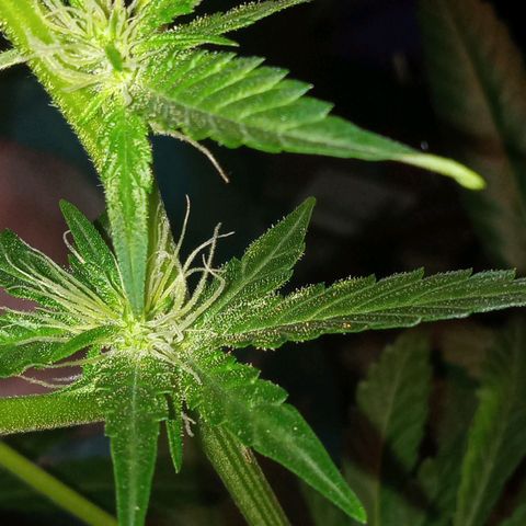 Sweet Gelato Auto growlog photo: She was not looking two good just gave her some fertilizer 