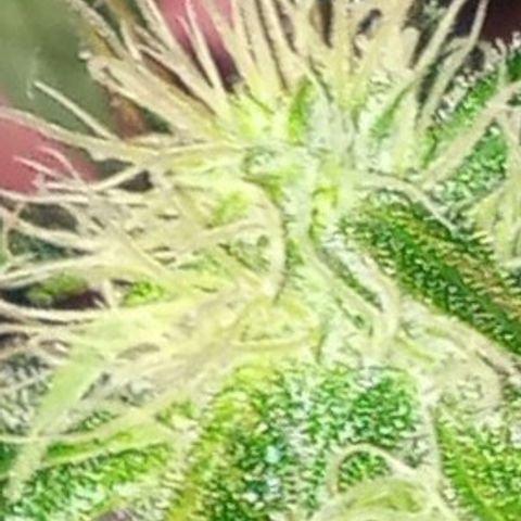 Sweet Gelato Auto growlog timeline photo