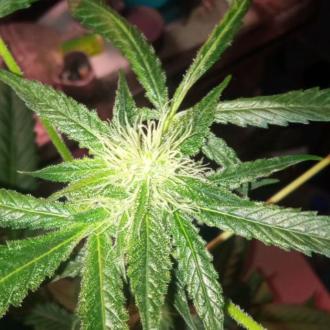 Sweet Gelato Auto growlog timeline photo