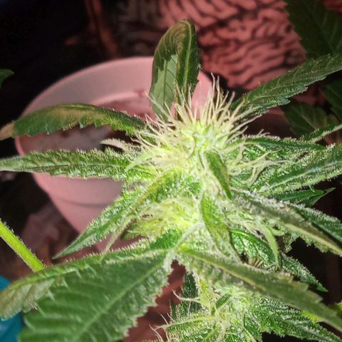 Sweet Gelato Auto growlog timeline photo
