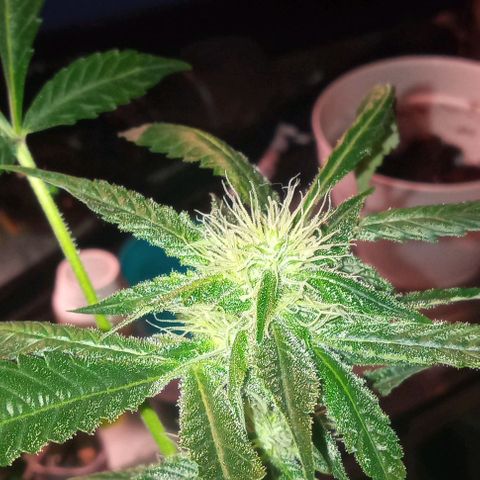 Sweet Gelato Auto growlog timeline photo