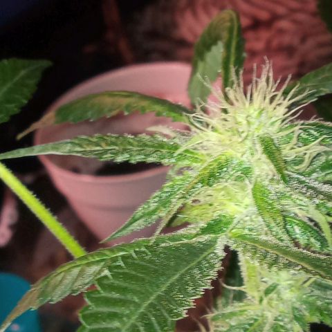 Sweet Gelato Auto growlog timeline photo