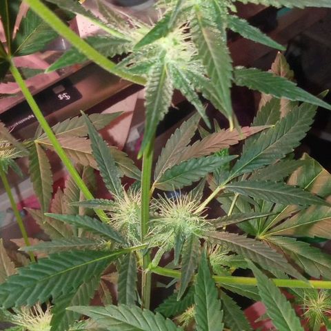 Sweet Gelato Auto growlog timeline photo