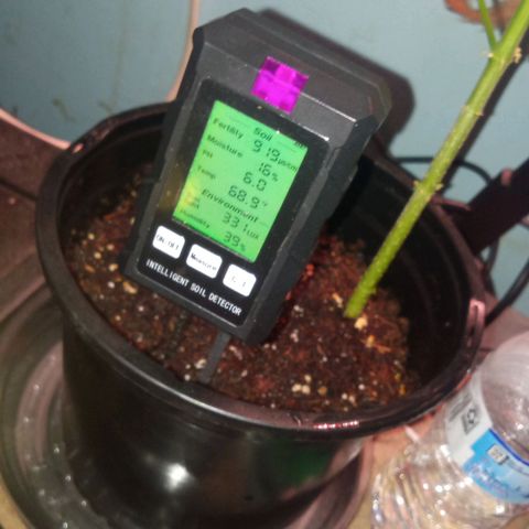 Sweet Gelato Auto growlog timeline photo