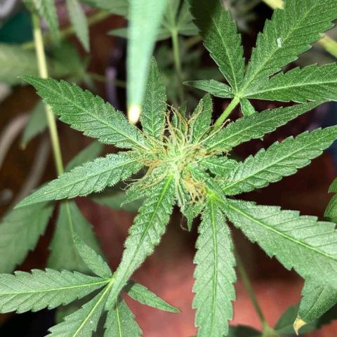 Sweet Gelato Auto growlog photo: Getting close two harvest