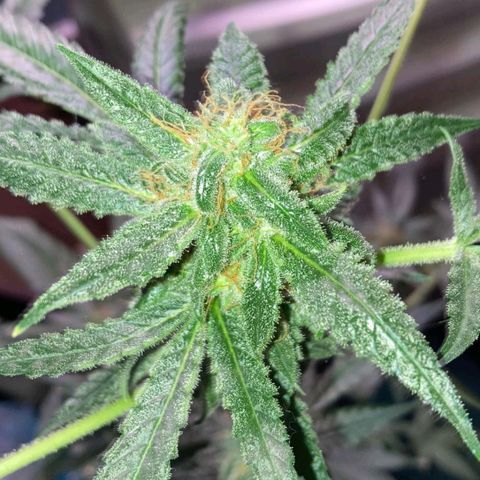 Sweet Gelato Auto growlog photo: Getting close two harvest