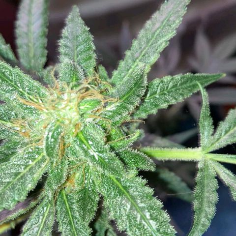 Sweet Gelato Auto growlog photo: Getting close two harvest