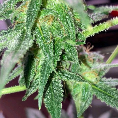 Sweet Gelato Auto growlog photo: Getting close two harvest