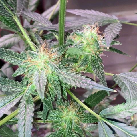 Sweet Gelato Auto growlog photo: Getting close two harvest