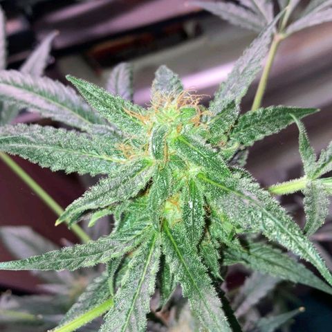 Sweet Gelato Auto growlog photo: Getting close two harvest