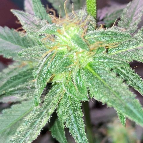 Sweet Gelato Auto growlog photo: Getting close two harvest