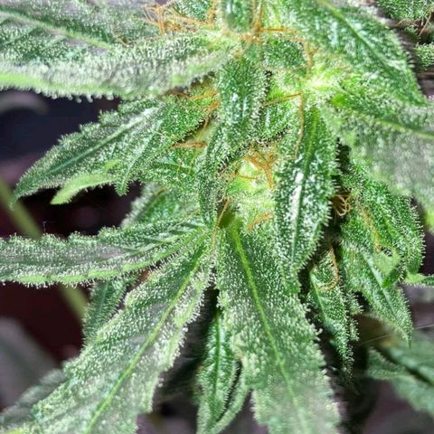 Sweet Gelato Auto growlog photo: Getting close two harvest