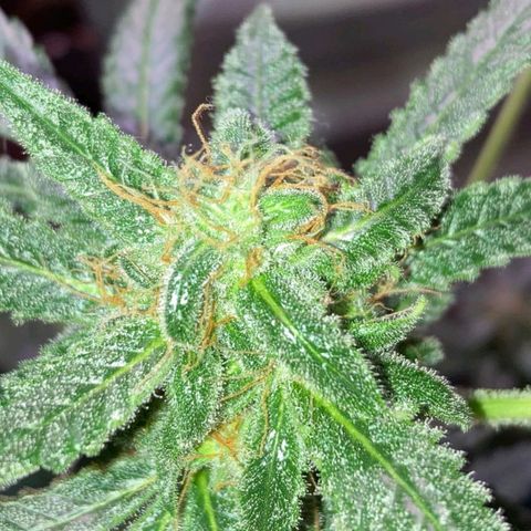 Sweet Gelato Auto growlog photo: Getting close two harvest