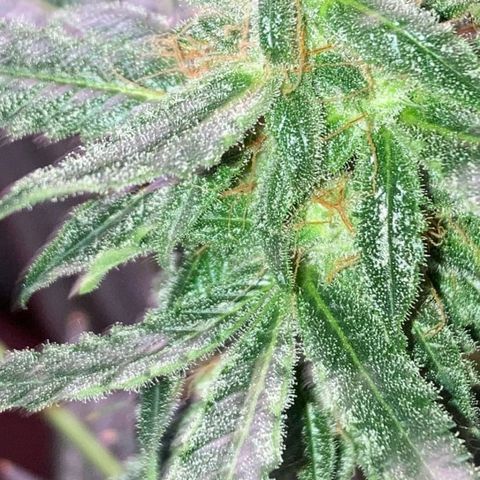 Sweet Gelato Auto growlog timeline photo