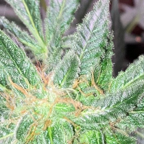 Sweet Gelato Auto growlog timeline photo