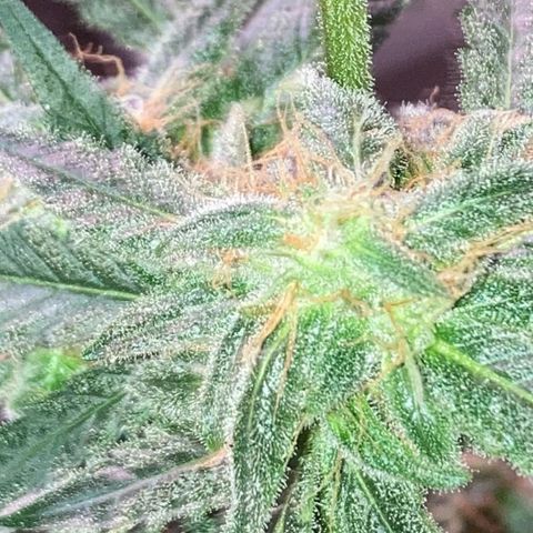 Sweet Gelato Auto growlog timeline photo