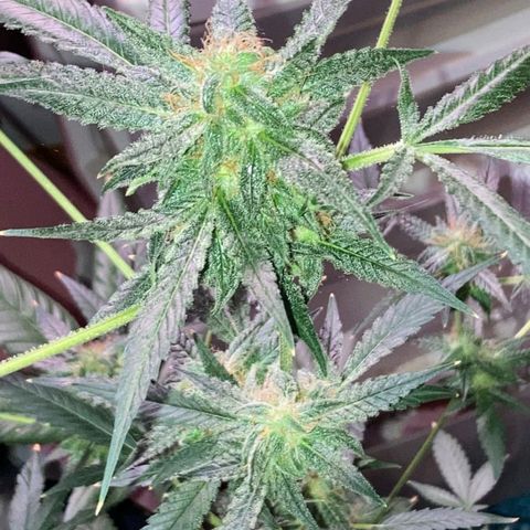 Sweet Gelato Auto growlog timeline photo