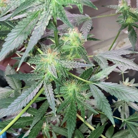 Sweet Gelato Auto growlog timeline photo