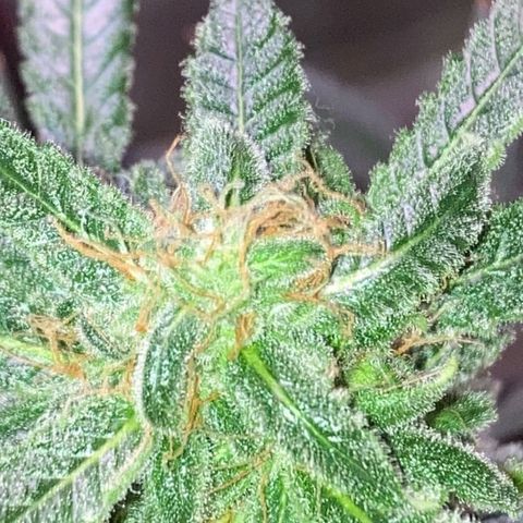Sweet Gelato Auto growlog timeline photo