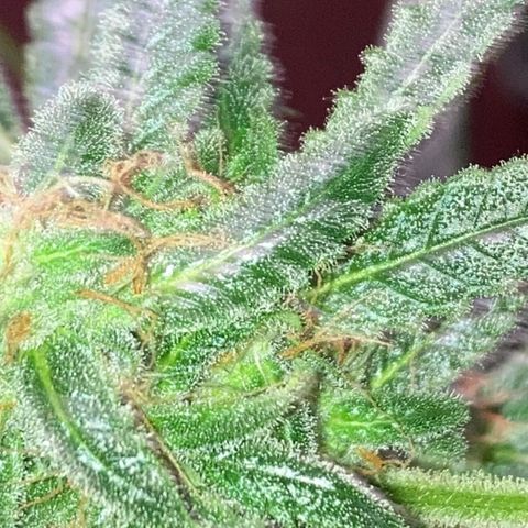 Sweet Gelato Auto growlog timeline photo