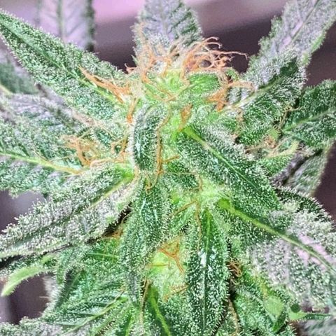 Sweet Gelato Auto growlog timeline photo
