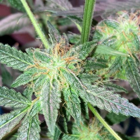 Sweet Gelato Auto growlog timeline photo