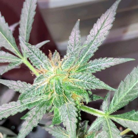 Sweet Gelato Auto growlog timeline photo
