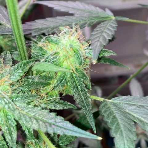 Sweet Gelato Auto growlog timeline photo