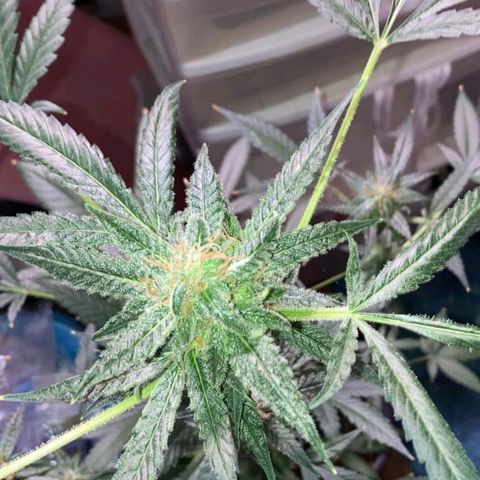 Sweet Gelato Auto growlog timeline photo