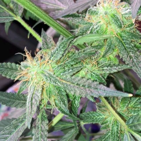 Sweet Gelato Auto growlog timeline photo