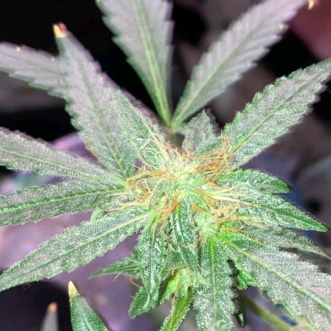 Sweet Gelato Auto growlog timeline photo