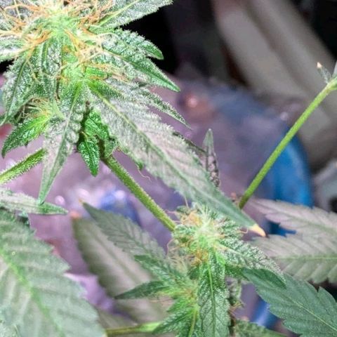 Sweet Gelato Auto growlog timeline photo