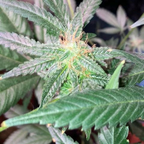 Sweet Gelato Auto growlog timeline photo