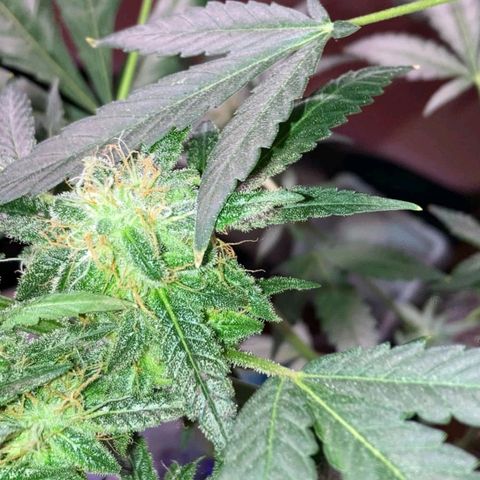 Sweet Gelato Auto growlog timeline photo