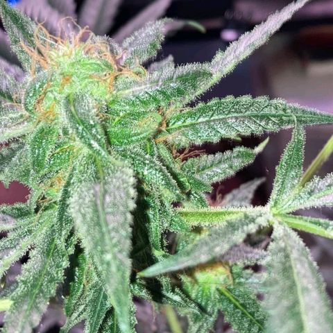 Sweet Gelato Auto growlog timeline photo