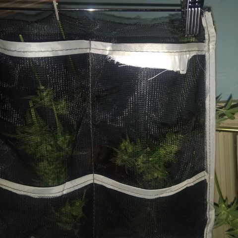 Sweet Gelato Auto growlog photo: Drying day 1