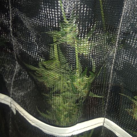 Sweet Gelato Auto growlog photo: Drying day 1