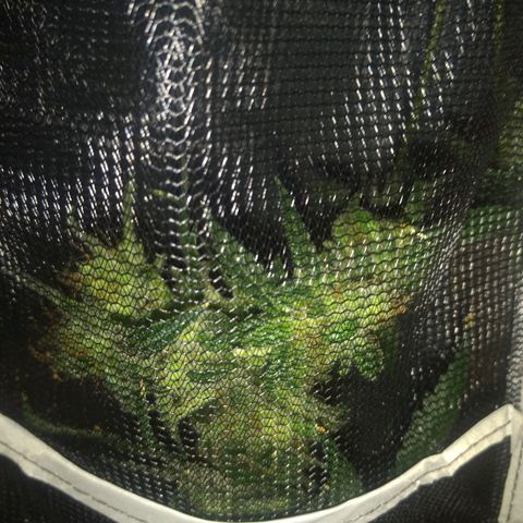 Sweet Gelato Auto growlog photo: Drying day 1