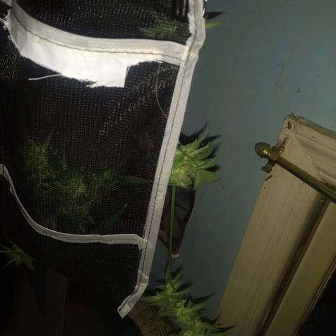 Sweet Gelato Auto growlog photo: Drying day 1