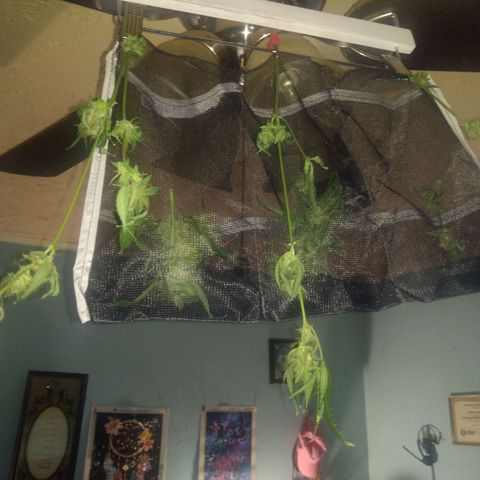 Sweet Gelato Auto growlog photo: Looking good