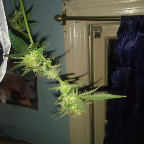 Sweet Gelato Auto growlog photo: Looking good