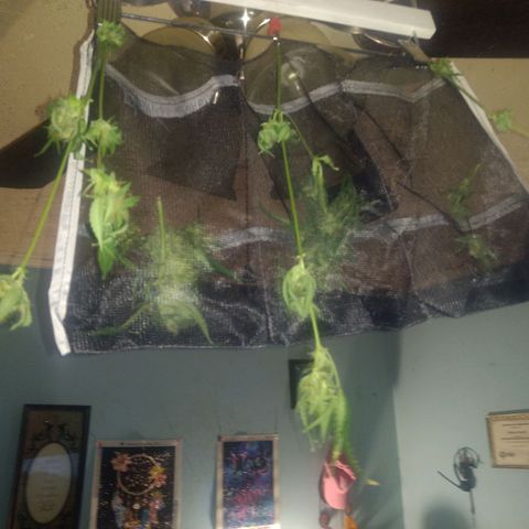 Sweet Gelato Auto growlog photo: Looking good