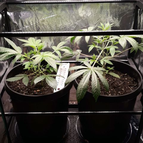 Unknown strain growlog timeline photo