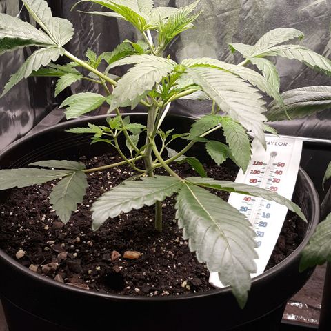 Unknown strain growlog timeline photo