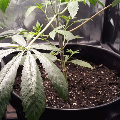 Unknown strain growlog timeline photo
