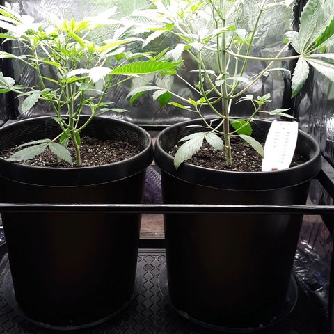 Unknown strain growlog timeline photo