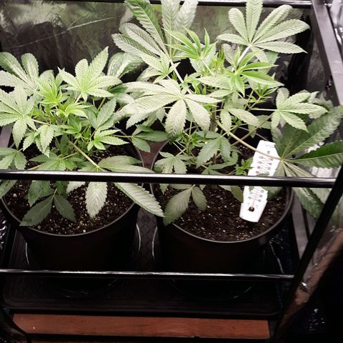 Unknown strain growlog timeline photo