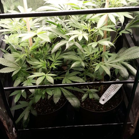 Unknown strain growlog timeline photo