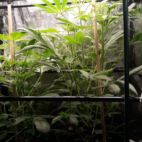 Unknown strain growlog timeline photo