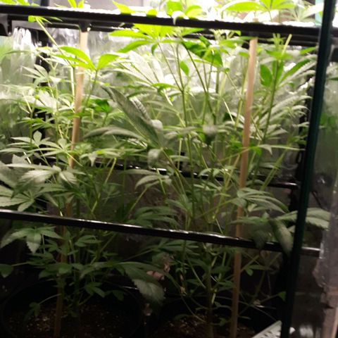 Unknown strain growlog timeline photo